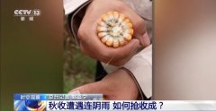 降温降雨对秋收有何影响？各地保秋粮有坚苦也
